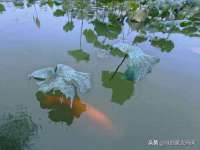 淮安风之帆网络科技有限公司